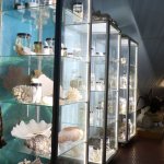 Alcuni dei reperti in esposizione al Museo di Storia Naturale dell’Università della Calabria